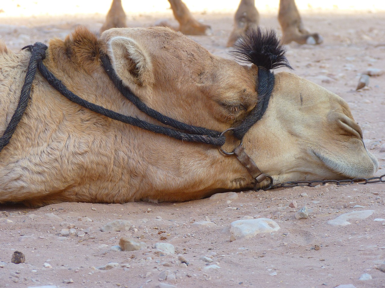 camel-sleep-by-steib-pur-reisen