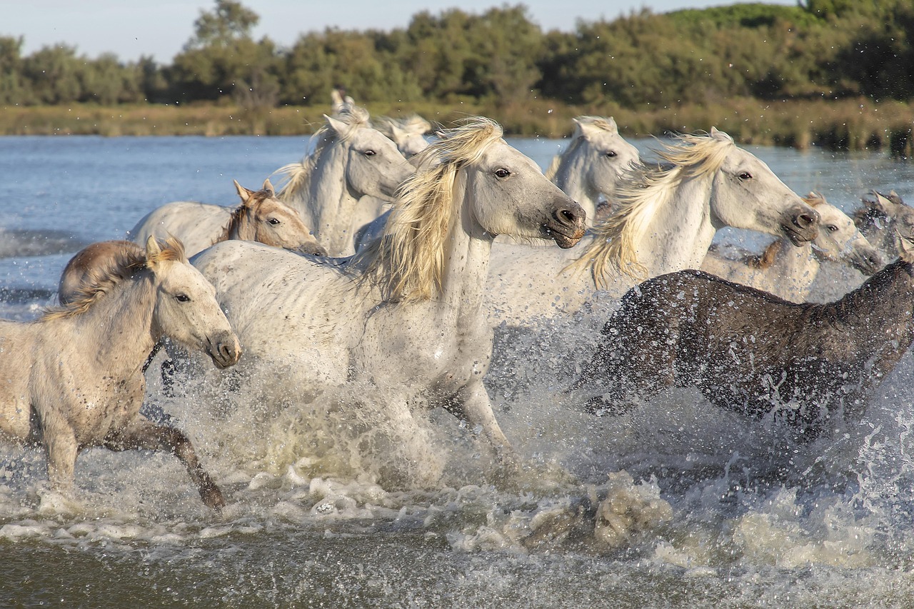 camargue-horses-by-steib-pur-reisen