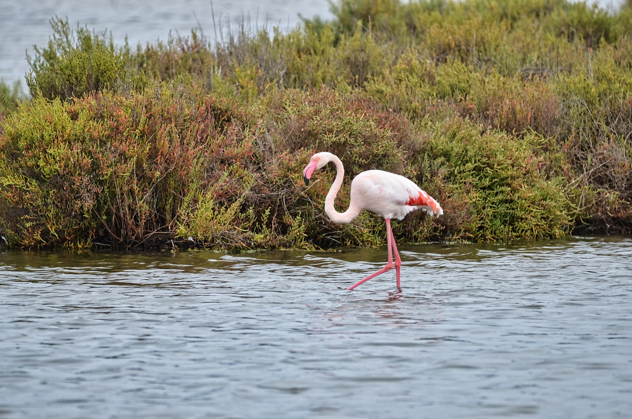 flamingo-by-steib-pur-reisen
